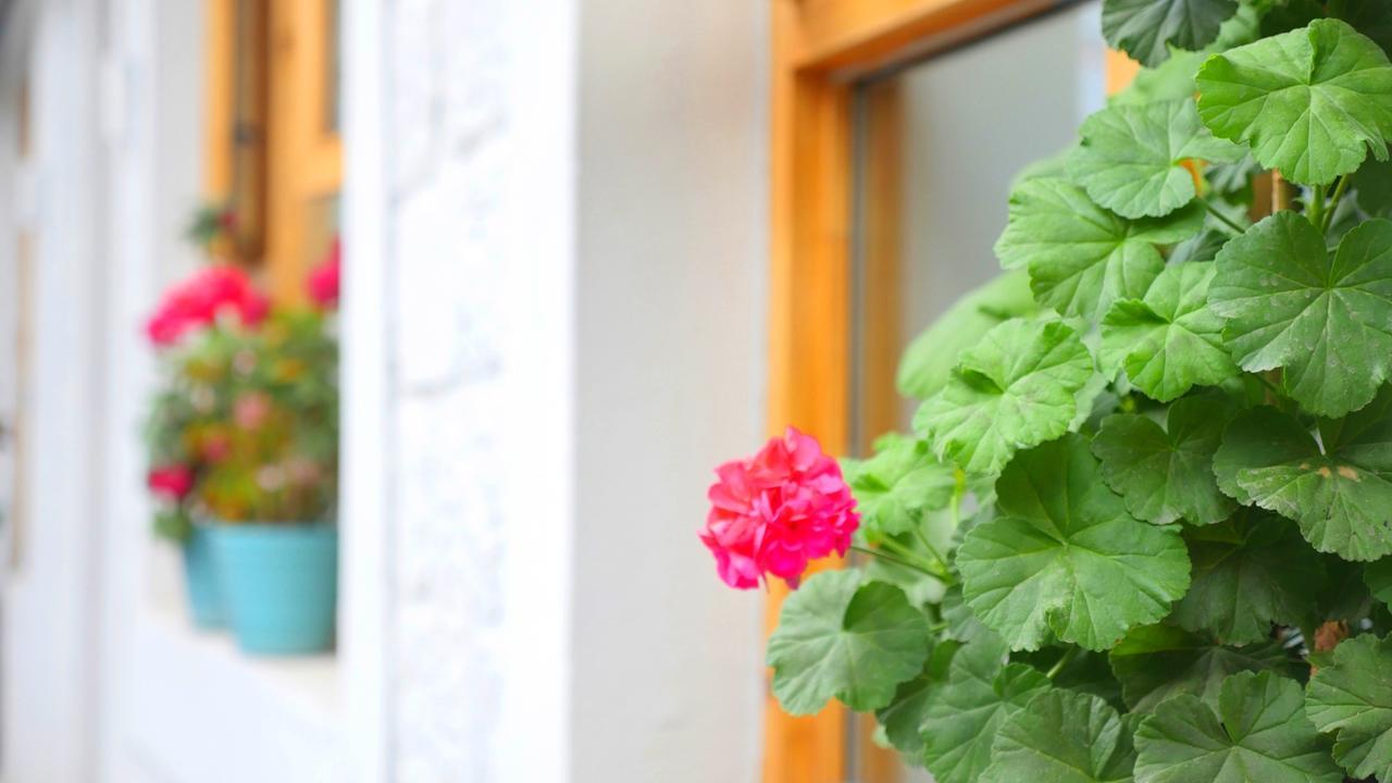 Fengma Feiyang Hostel Лхаса Екстер'єр фото